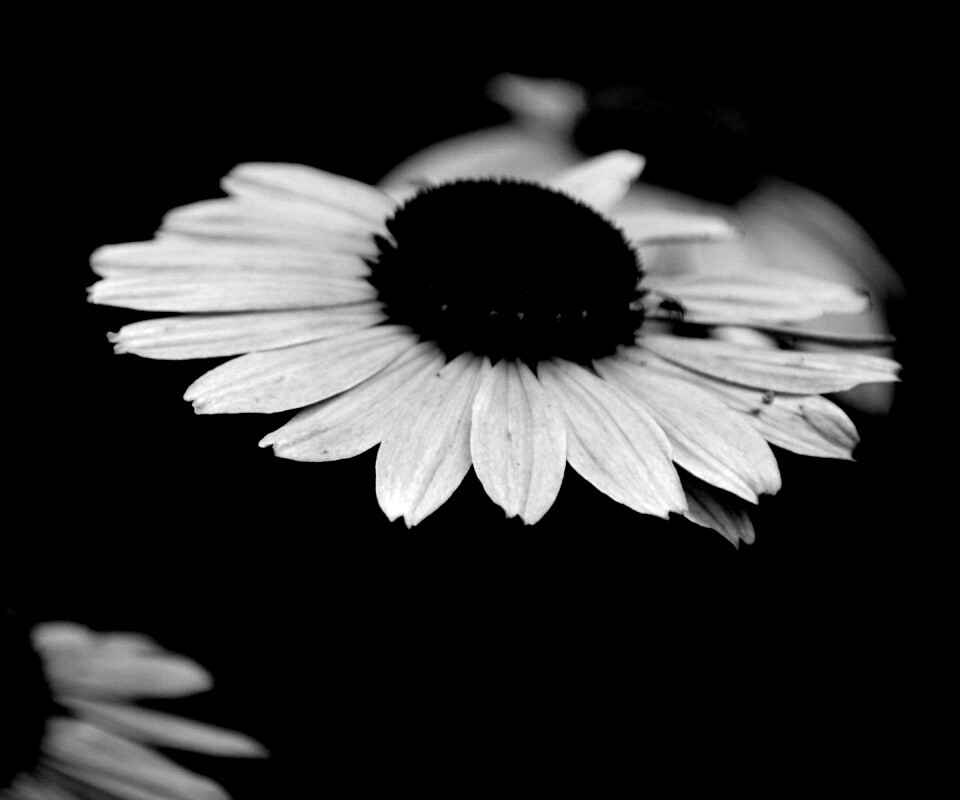 Розовый цветок обои