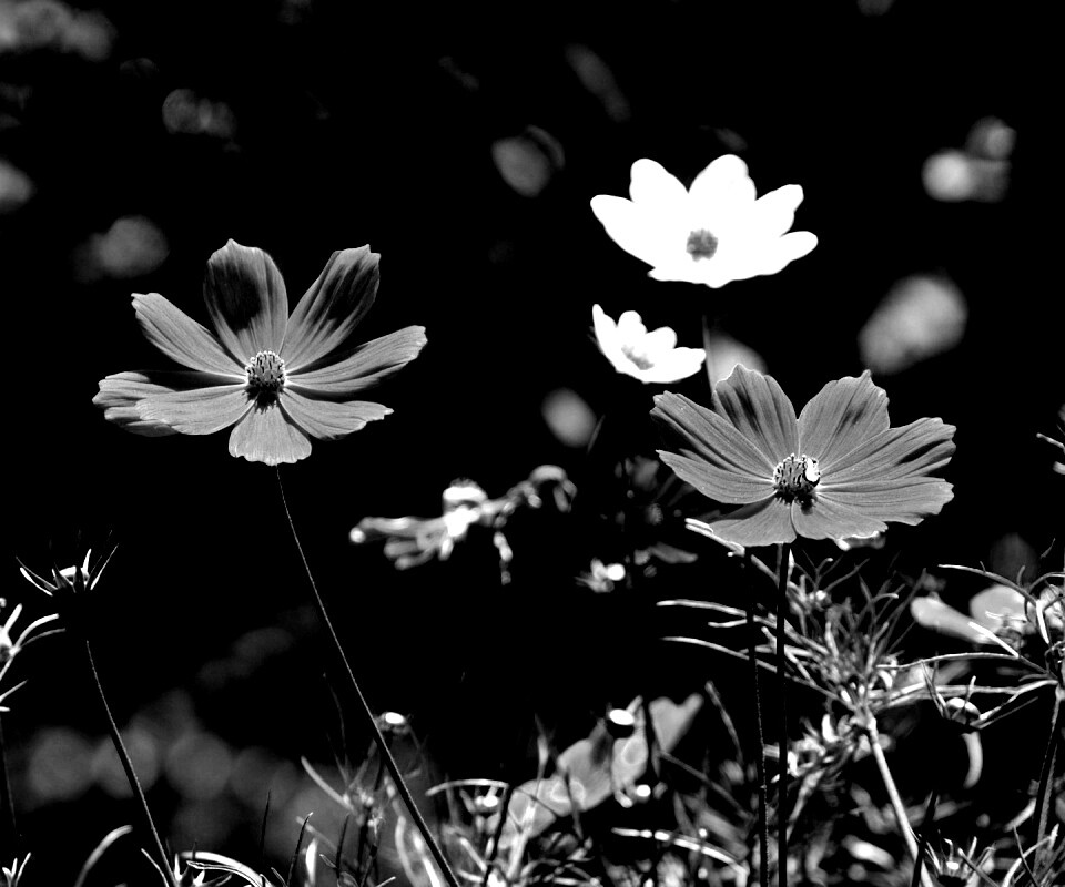 Белые и розовые цветочки обои