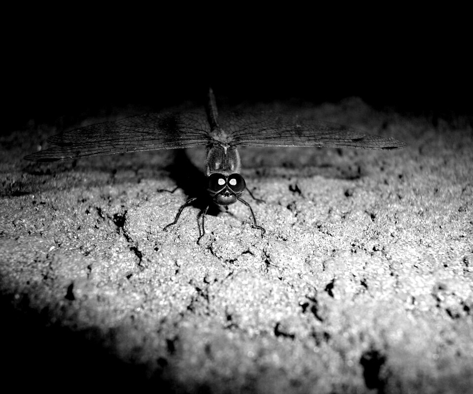 Стрекоза обои