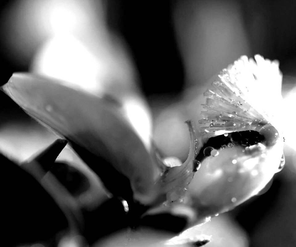 Капли на лиловом цветке обои