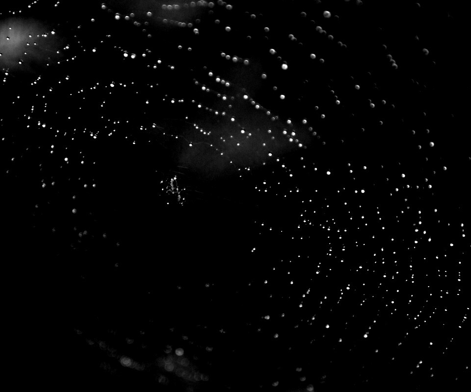 Паук на паутине обои