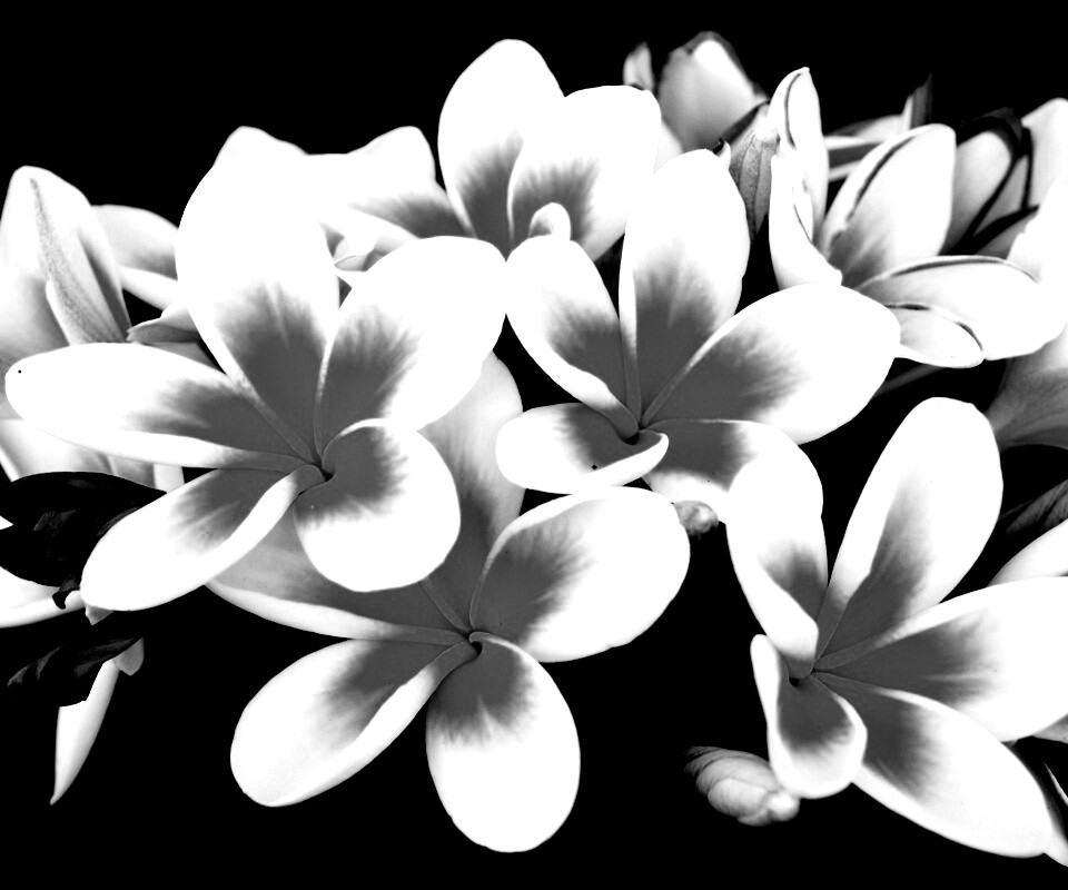 Прекрасные цветы обои