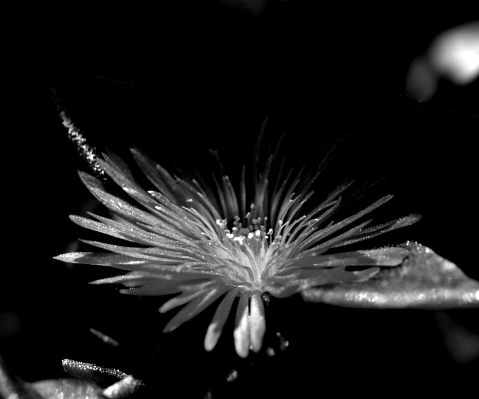 Чудесный цветок обои