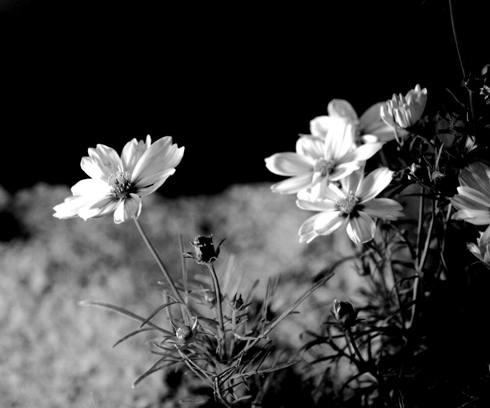 Полевой цветок обои