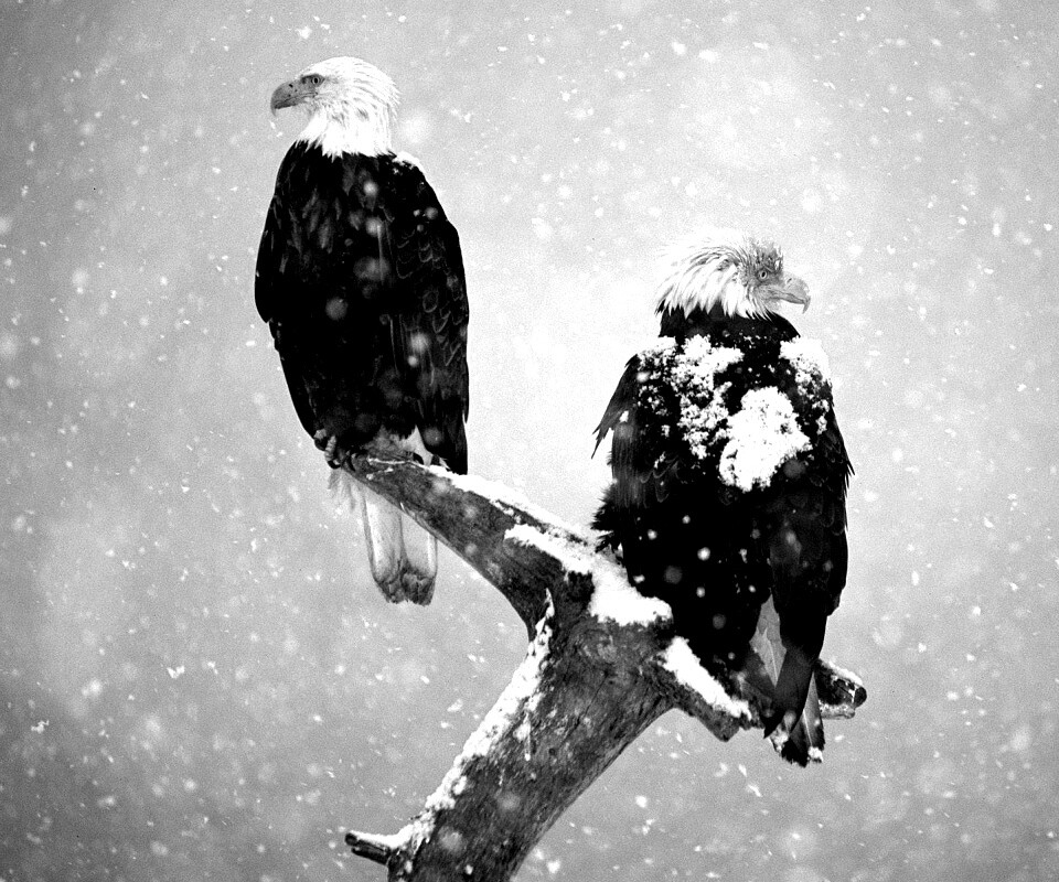 Орлы на ветке в снегопад обои
