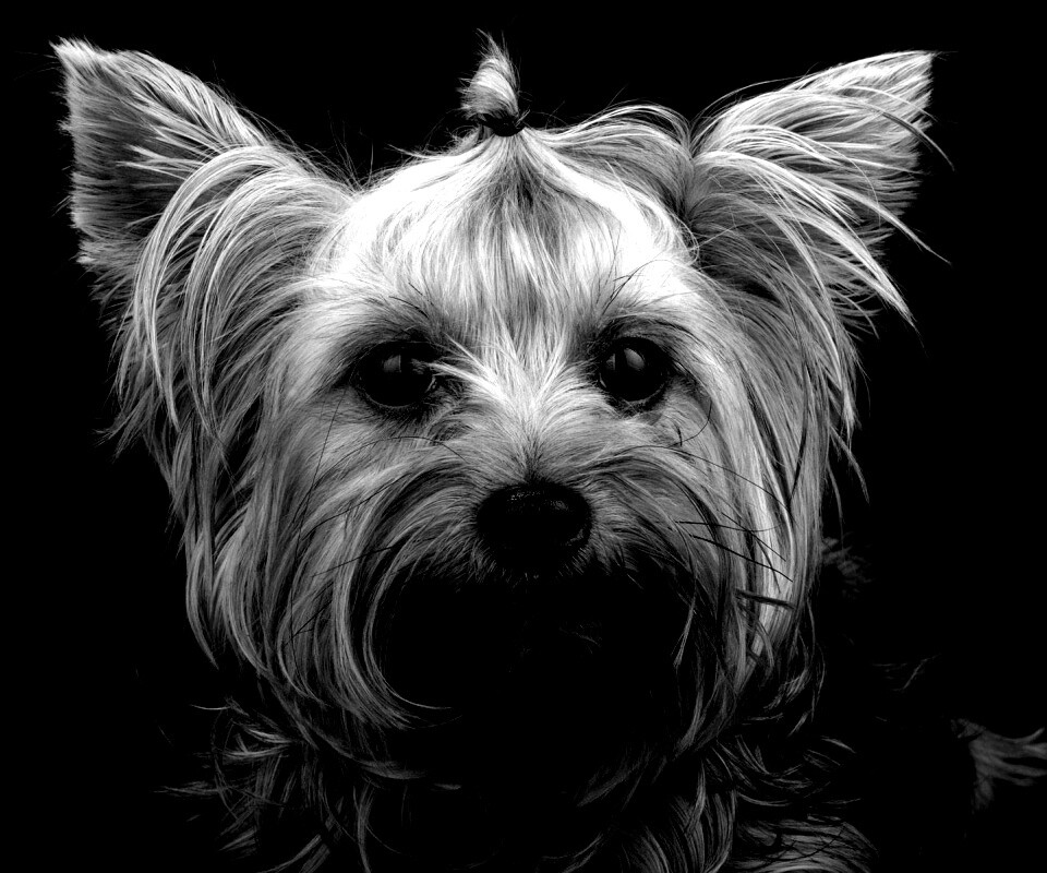 Йоркширский терьер обои