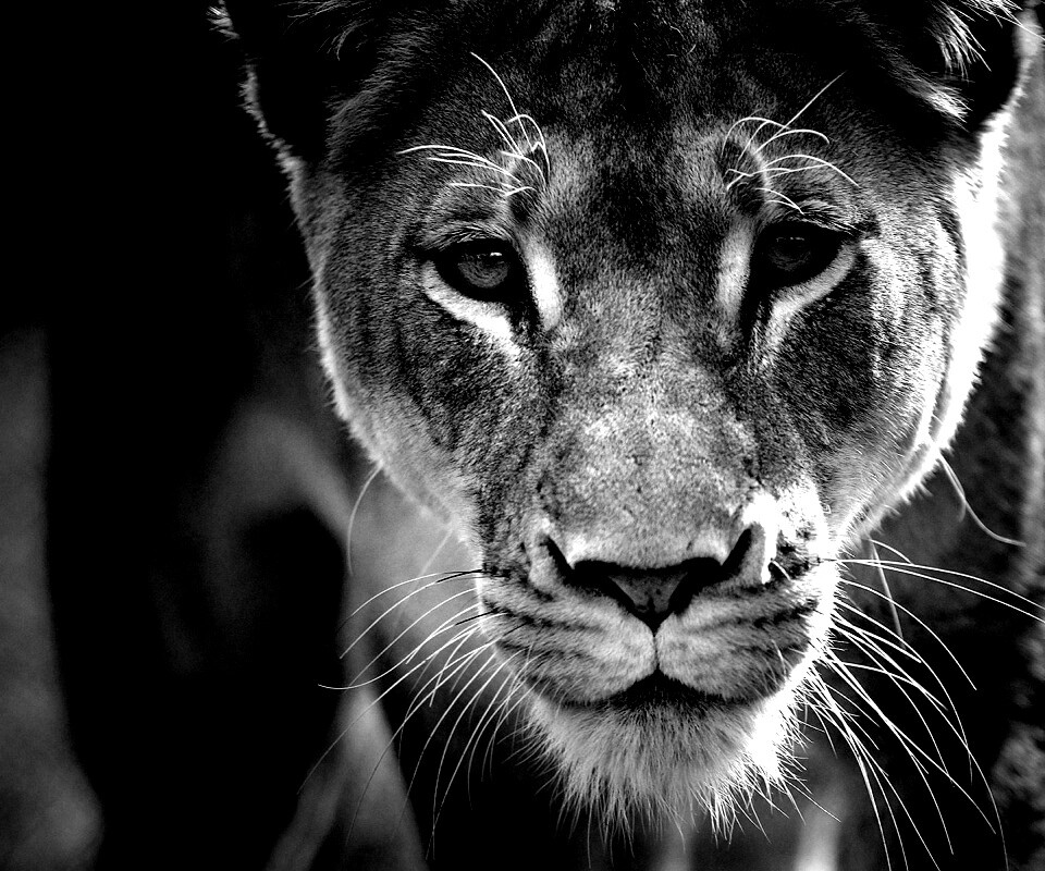 Портрет хищника обои