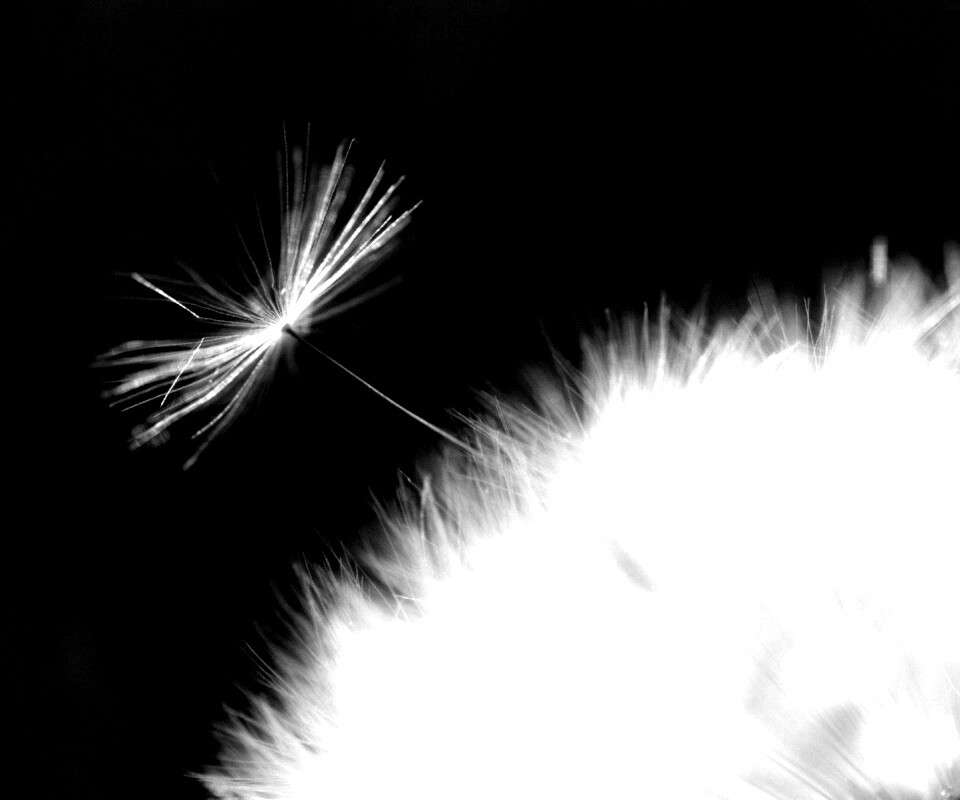 Пушинка одуванчика обои