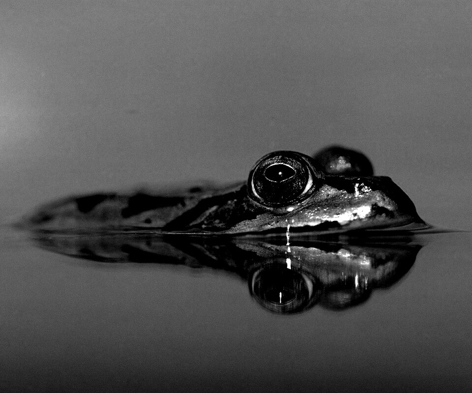 Лягушка обои