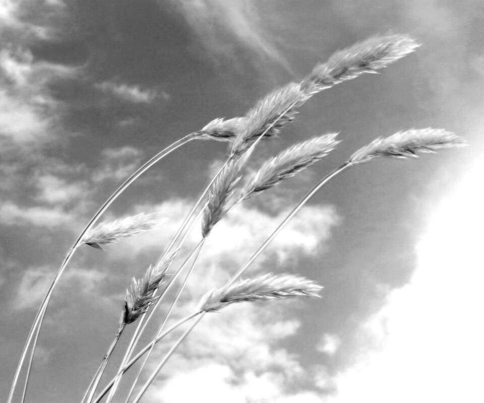 Колосья обои