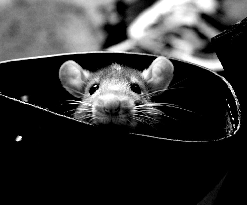 Мышонок выглядывает из ботинка обои