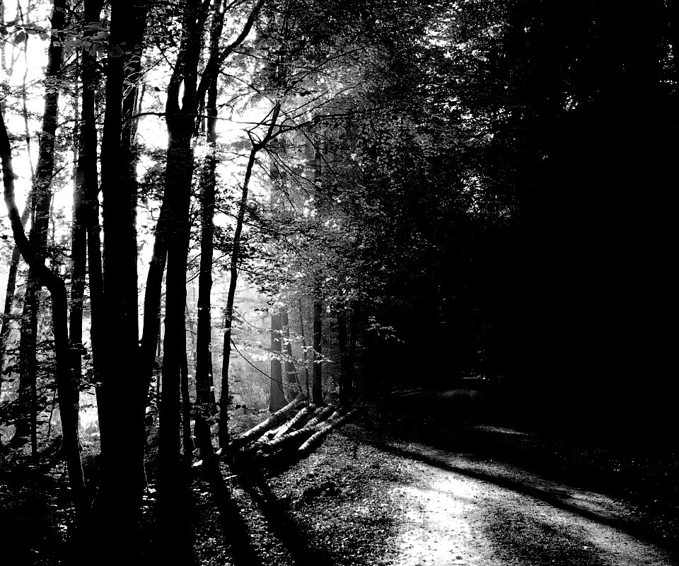 Дорога вдоль просеки в осеннем лесу обои