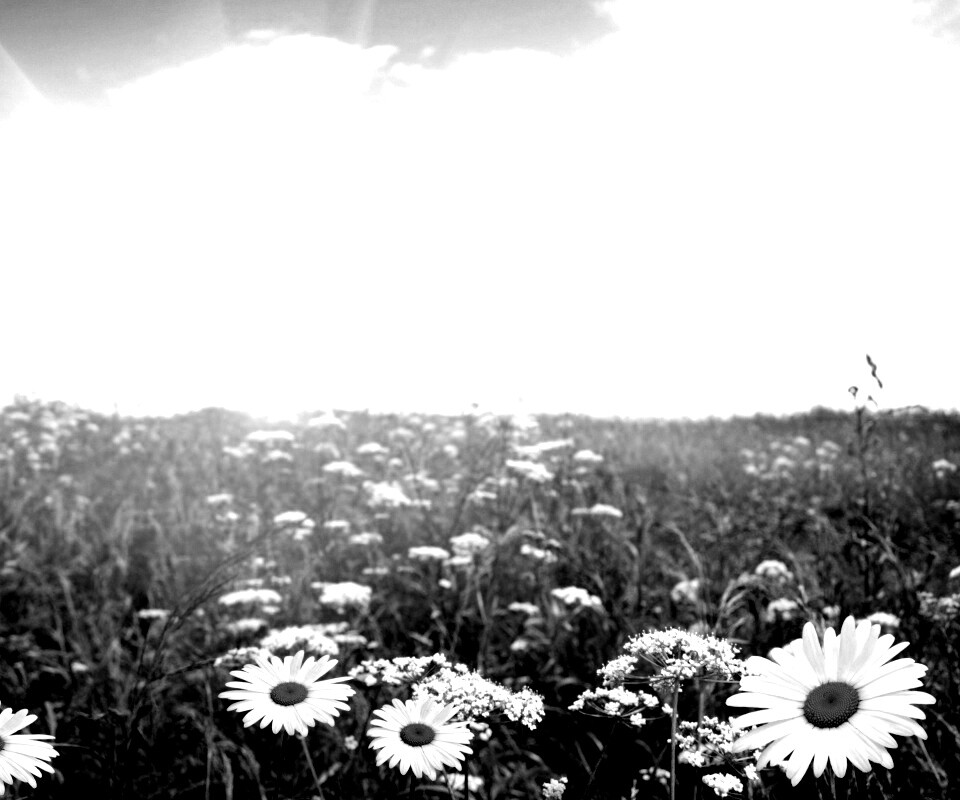Поле ромашек обои