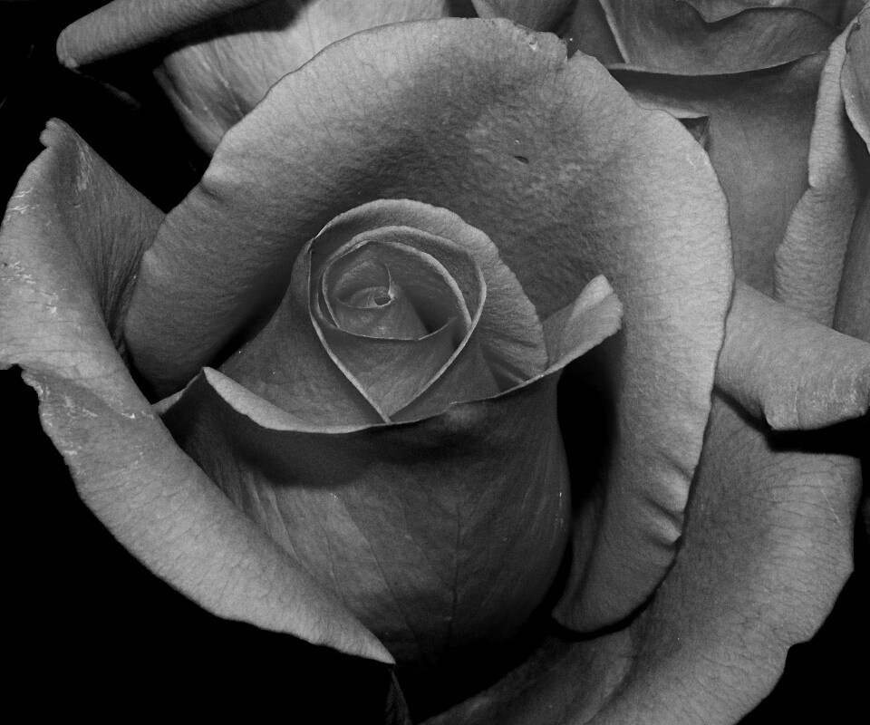 Бутон розы обои