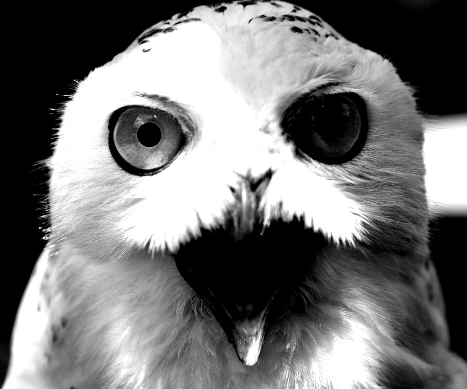 Сова в шоке! обои