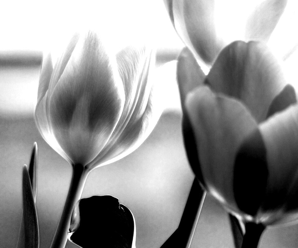 Тюльпаны обои