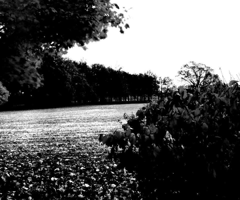 Осенний парк обои