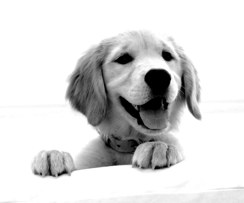 Щенок голден ретривера обои