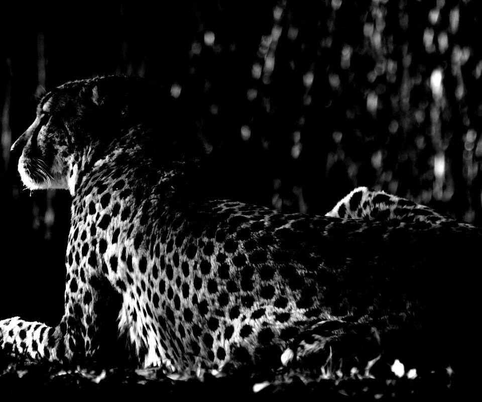 Гепард обои