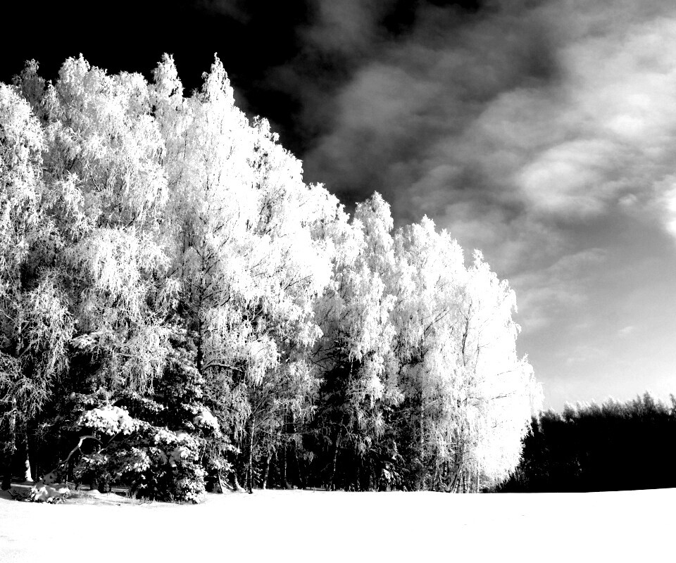 Заснеженные деревья обои