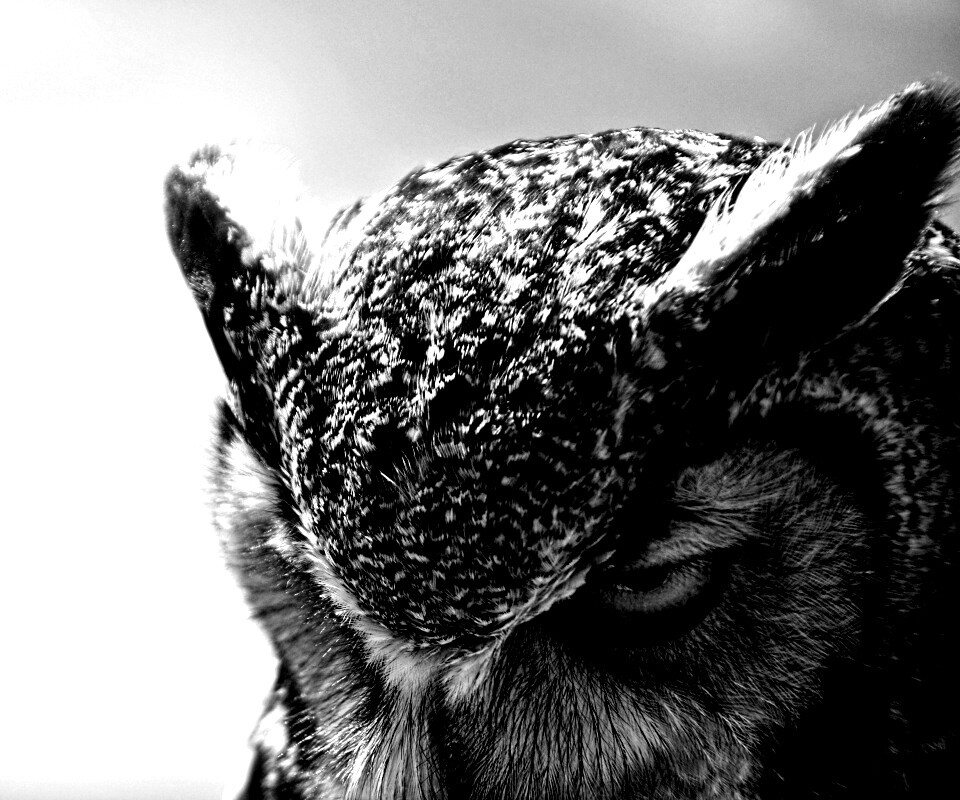 Злая сова обои