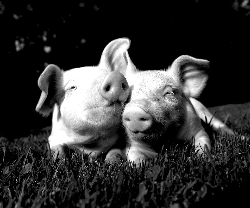 Два поросёнка обои
