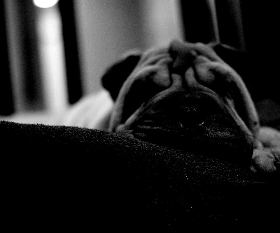 Щенок шарпея спит обои