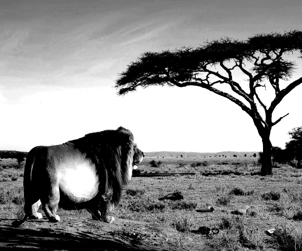 Толстый лев обои