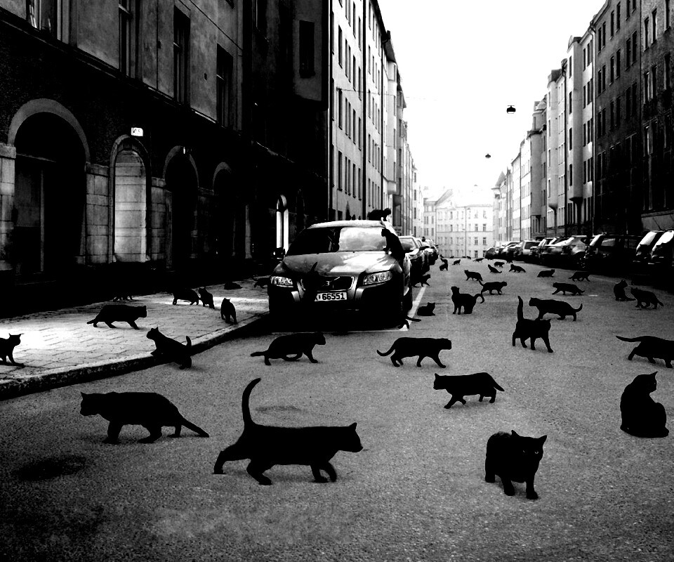 Город кошек обои