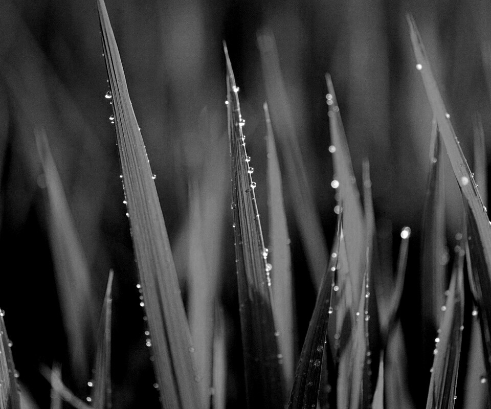 Яркая зеленая трава обои