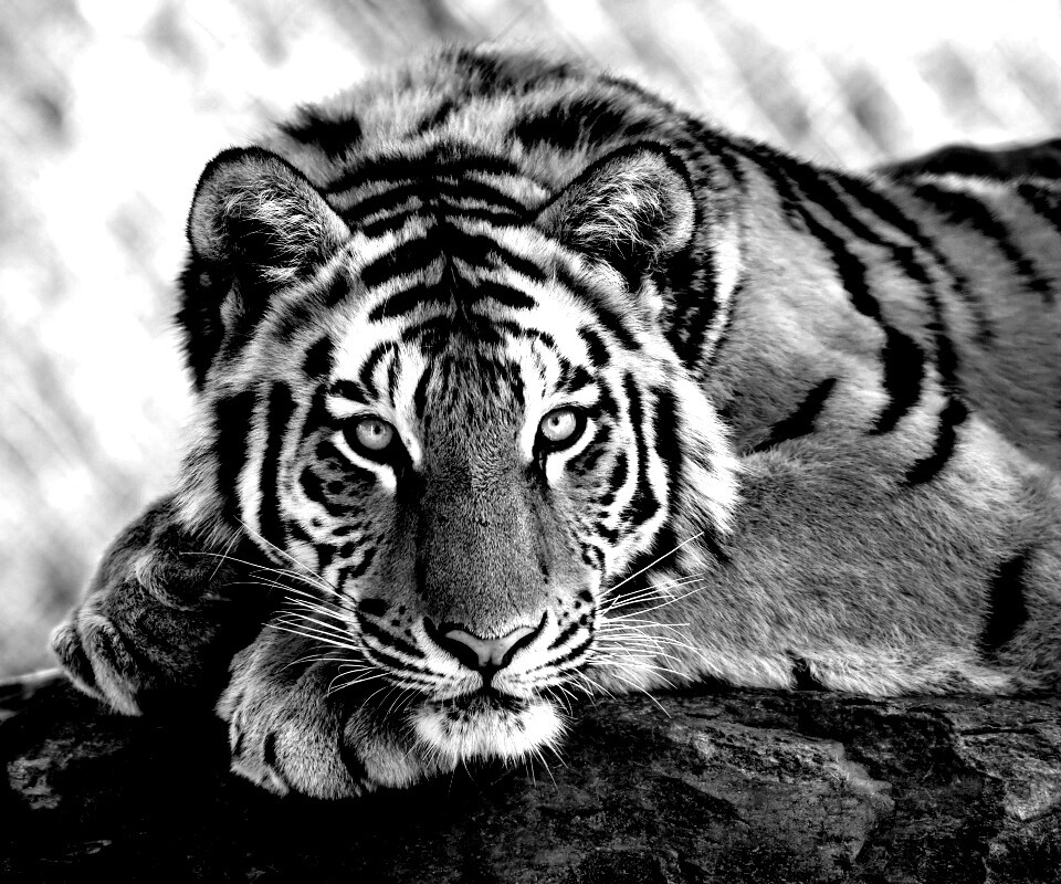 Большая полосатая кошка обои