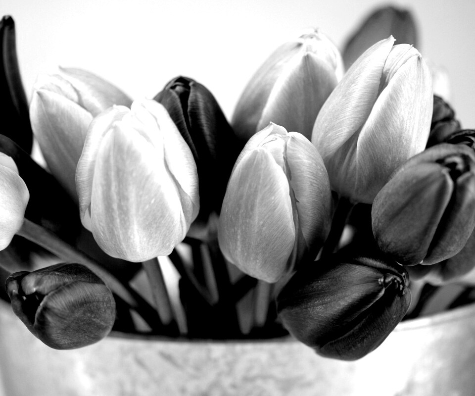 Розовые и фиолетовые тюльпаны обои