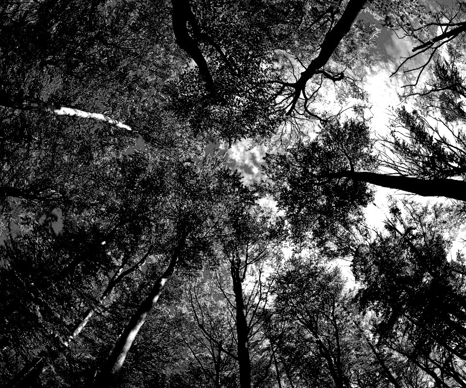 Кроны деревьев обои