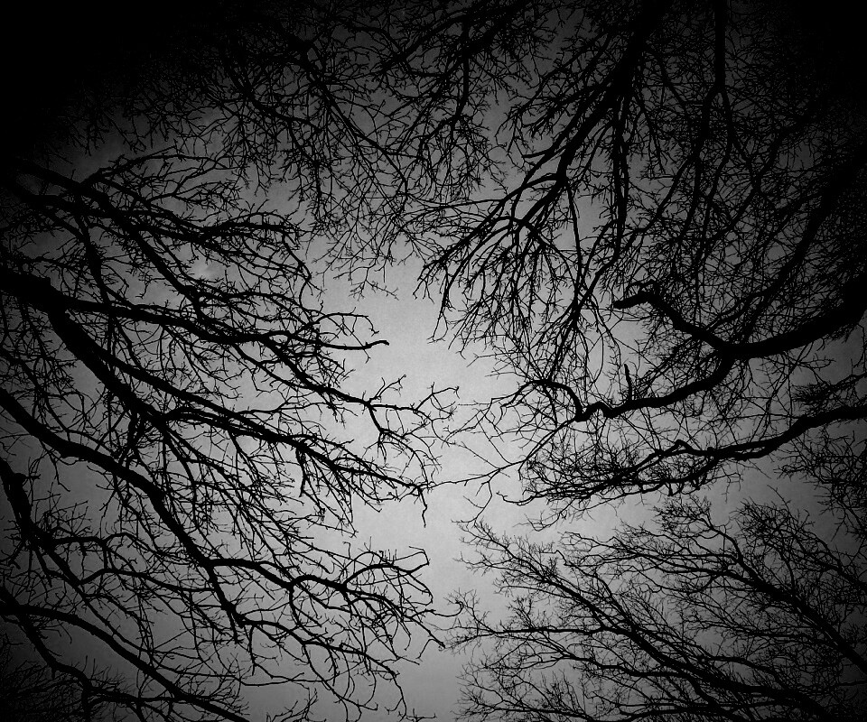 Голые кроны деревьев на фоне неба обои