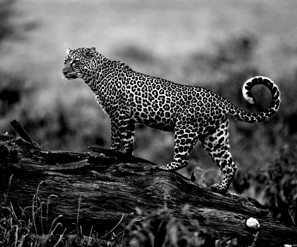 Леопард на природе обои