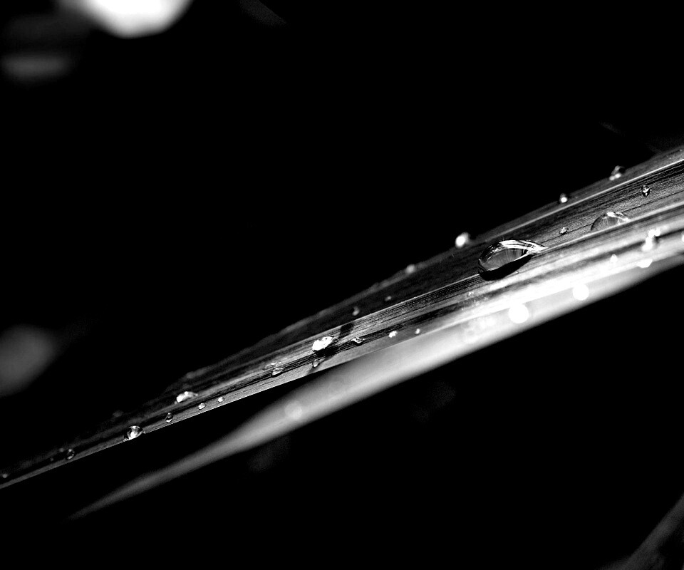 Капли росы на листе обои