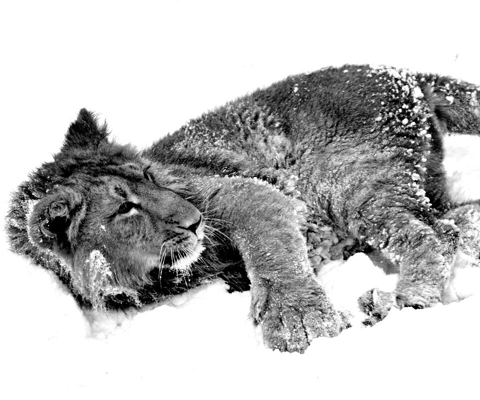 Львёнок в снегу обои