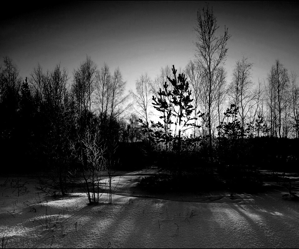 Зимний лес обои