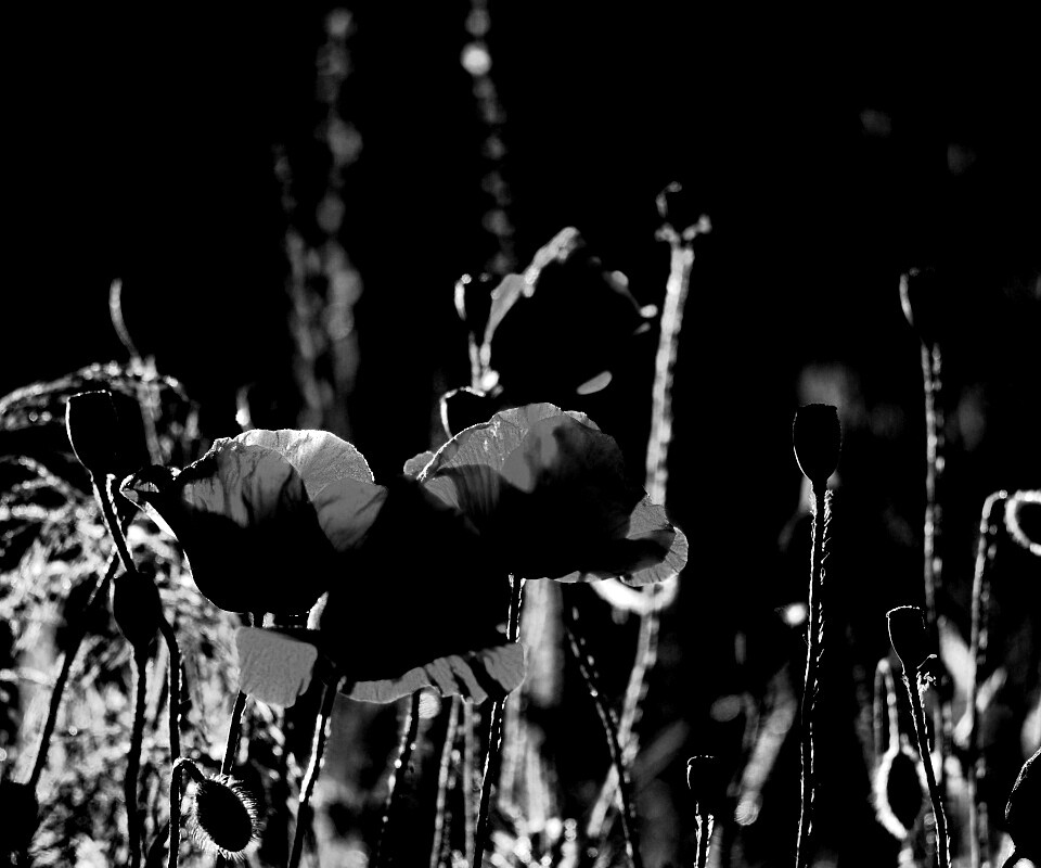 Макро фото мака обои