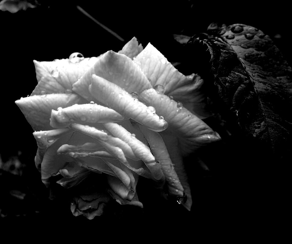 Желтая роза обои