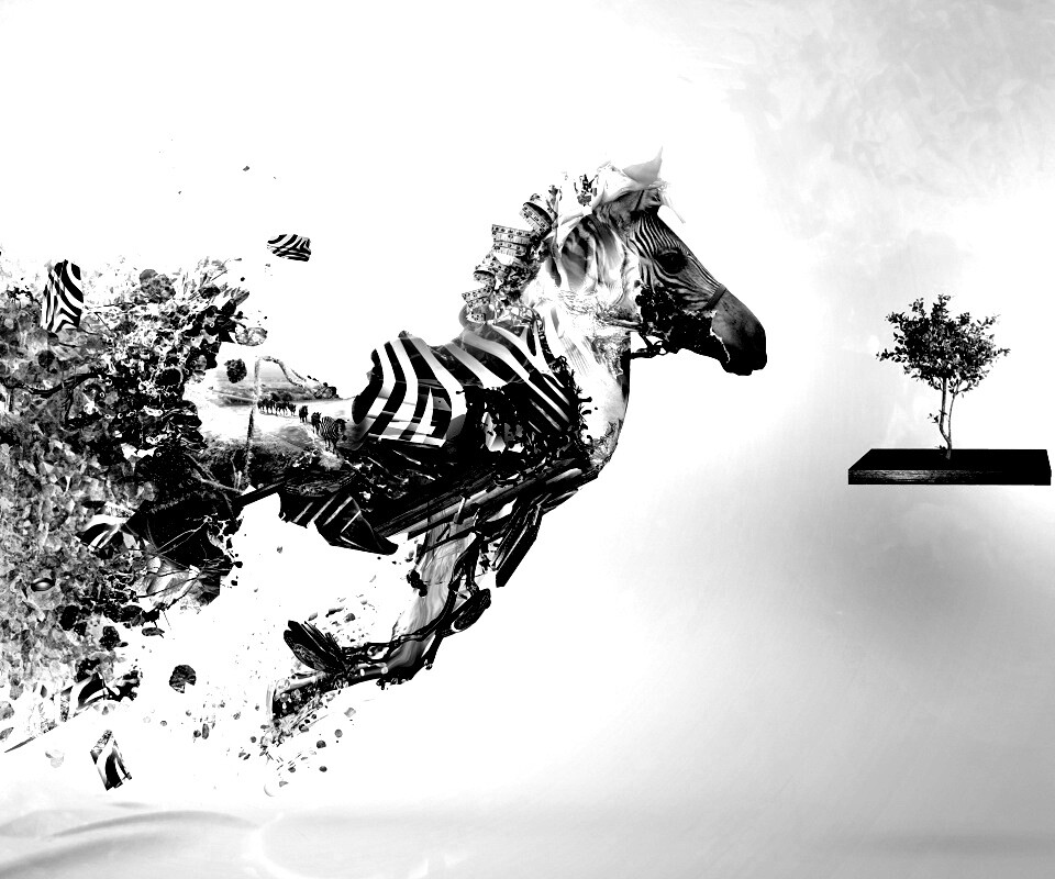 Зебра и бонсай обои