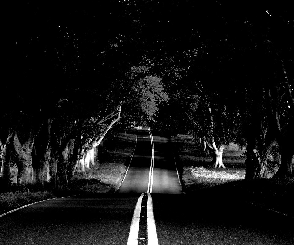 Дорога через лес обои