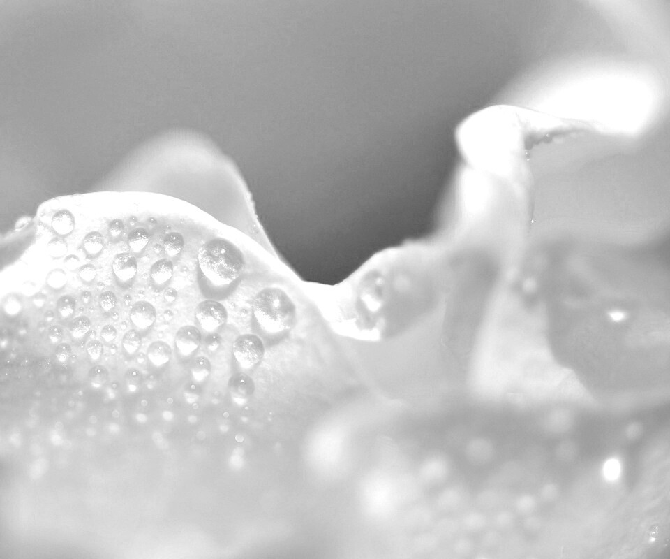 Нежность лепестков обои