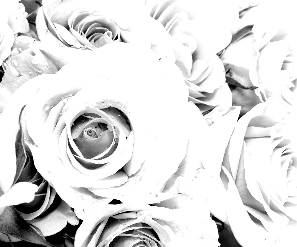 Букет розовых роз обои