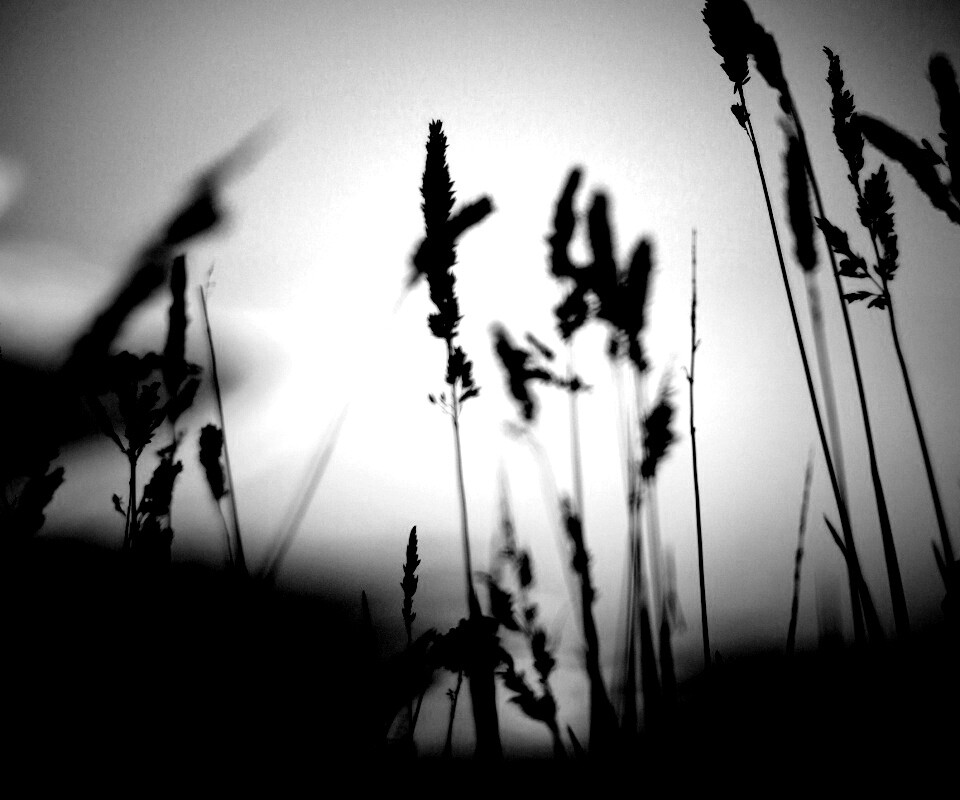 Дыхание природы обои