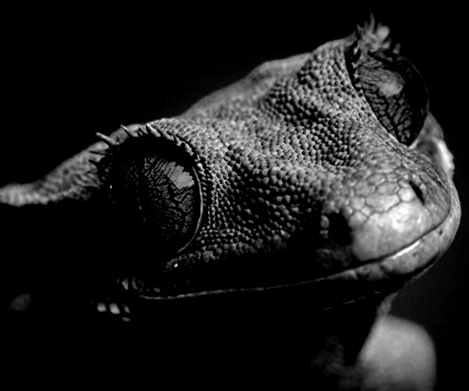 Ящерка обои