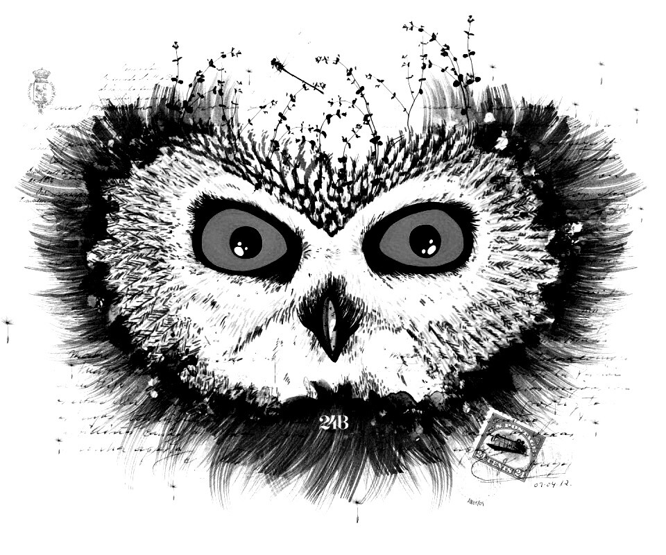 Обои сова для mac book обои