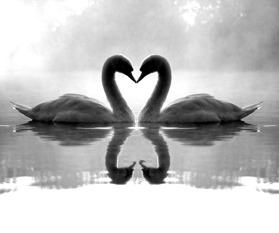 Влюблённые лебеди обои