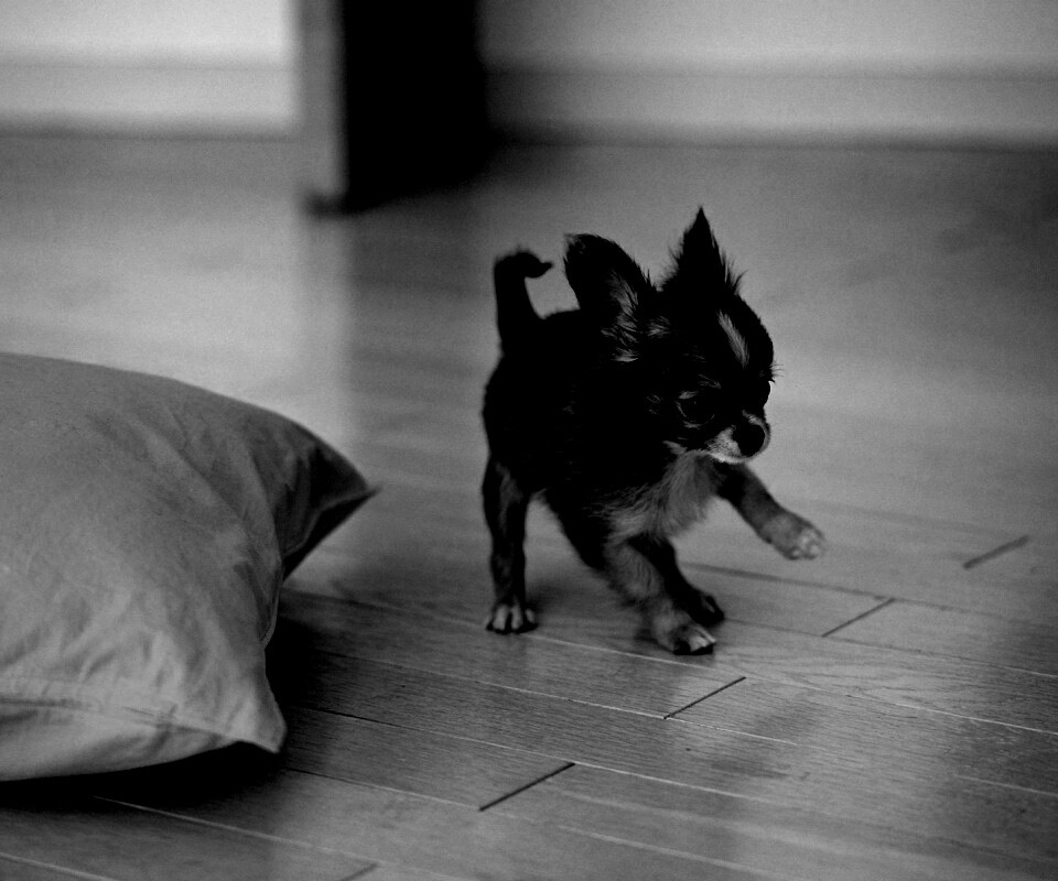 Щёнок той терьера обои