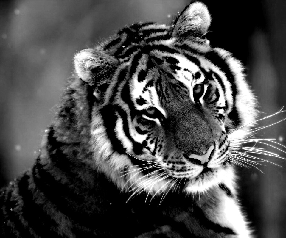 Тигр оборачивается обои